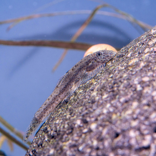 Pseudogastromyzon laticeps Purple fin - Lila Flossensauger