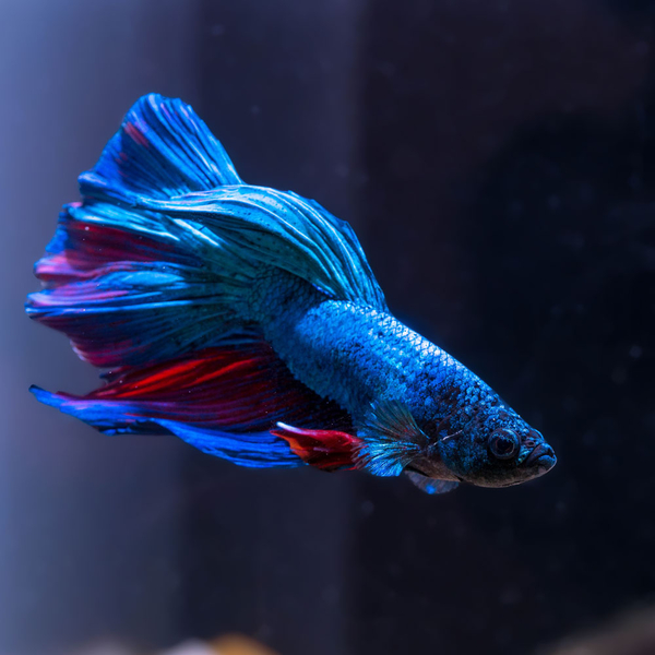 Betta splendens - Kampffisch Halfmoon mix