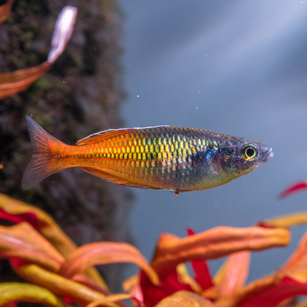 Melanotaenia boesemani rot/orange - Regenbogenfisch