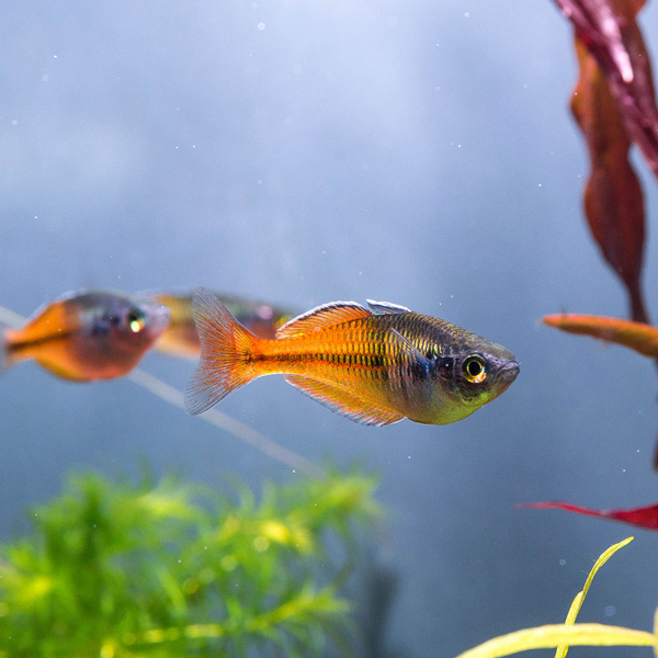 Melanotaenia boesemani rot/orange - Regenbogenfisch