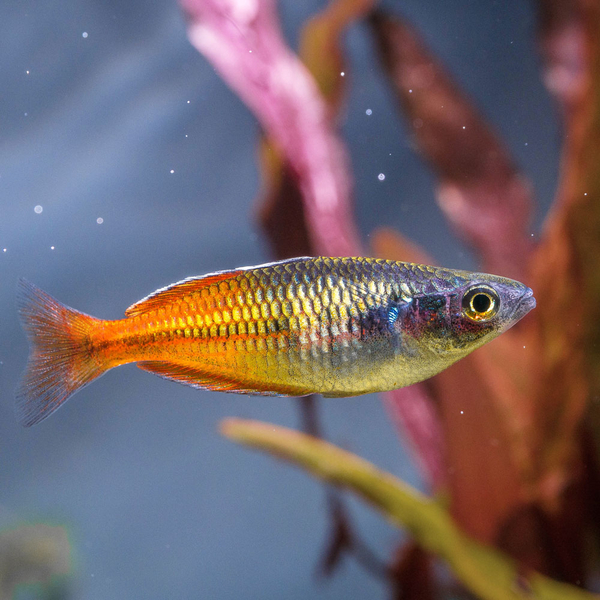 Melanotaenia boesemani rot/orange - Regenbogenfisch