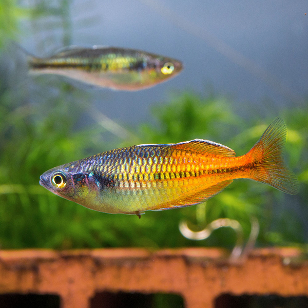 Melanotaenia boesemani rot/orange - Regenbogenfisch