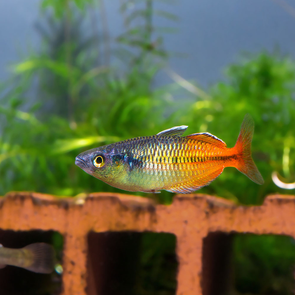 Melanotaenia boesemani rot/orange - Regenbogenfisch