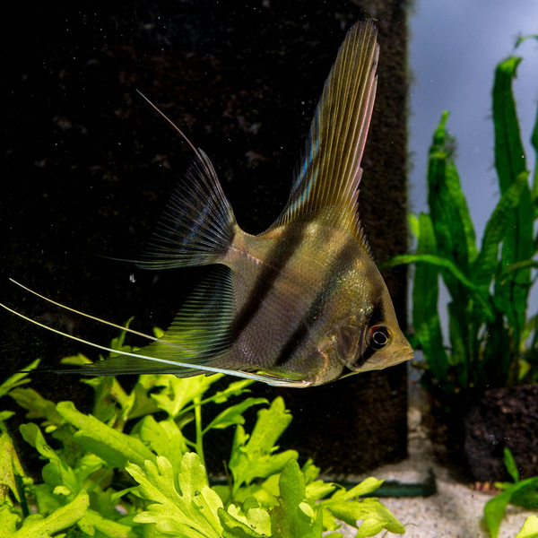 Pterophyllum scalare Manacapuru Rotrcken - Skalar