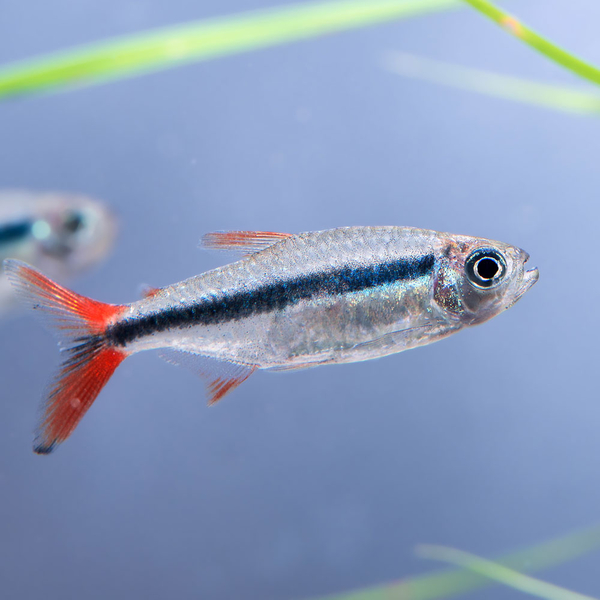 Thayeria sp. - Schrgschwimmer redtail rio teles pires