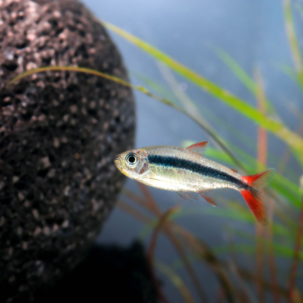 Thayeria sp. - Schrgschwimmer redtail rio teles pires