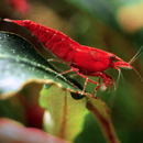 Neocaridina davidi var. Red Sakura - Zwerggarnele