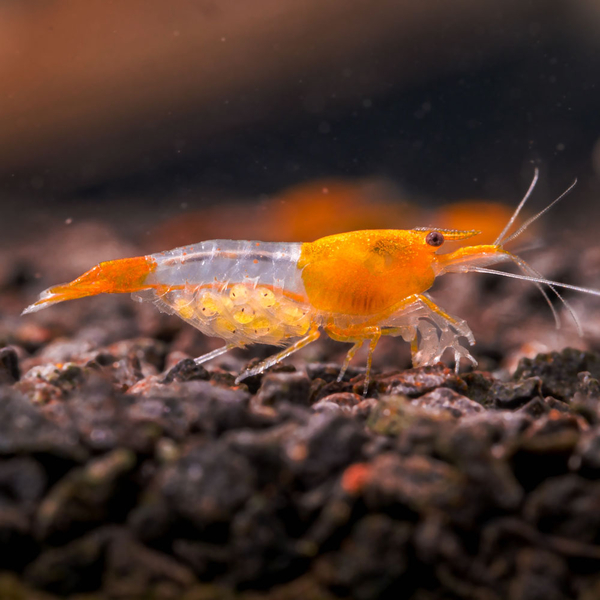 Neocaridina davidi var. Orange Rili - Zwerggarnele