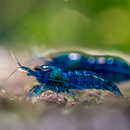 Neocaridina davidi var. Blue Dream / Blue Velvet -...