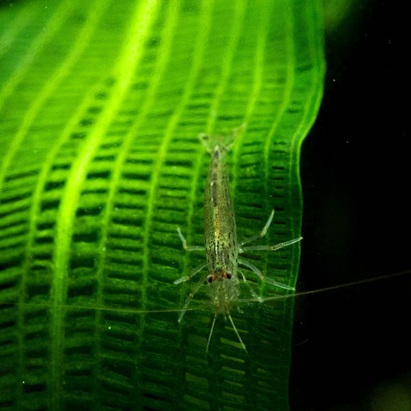 Caridina multidentata (DNZ) - Amanogarnele