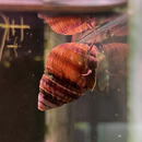 Taia Naticoides - Pianoschnecke