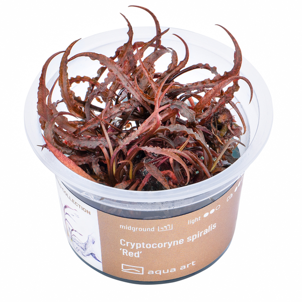 Cryptocoryne Spiralis Red In-Vitro von Aqua Art