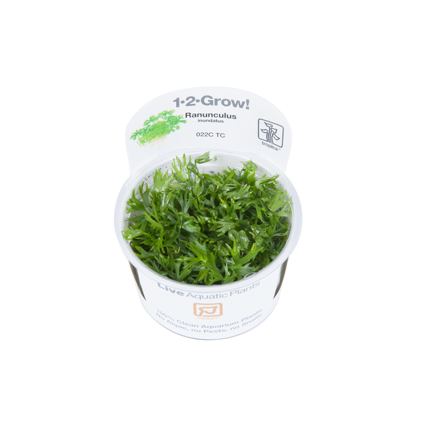 Ranunculus inundatus 1-2-Grow! von Tropica