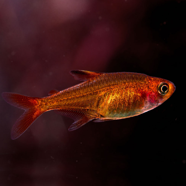 Hyphessobrycon amandae - Feuersalmler / Funkensalmler