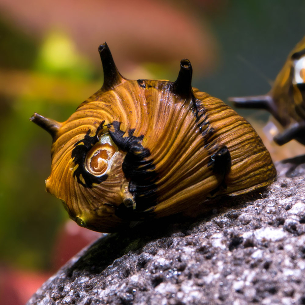 Clithon subgranosa Sun - Geweihschnecke