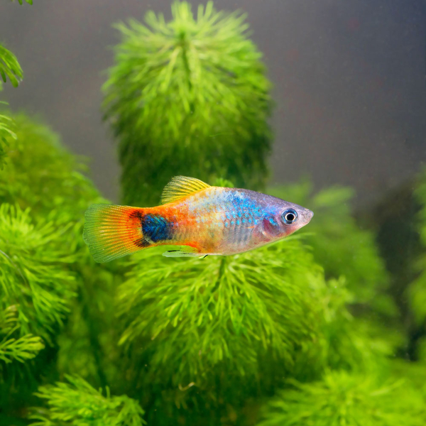Xiphophorus Maculatus - Blue Butterfly Mickey Mouse Platy