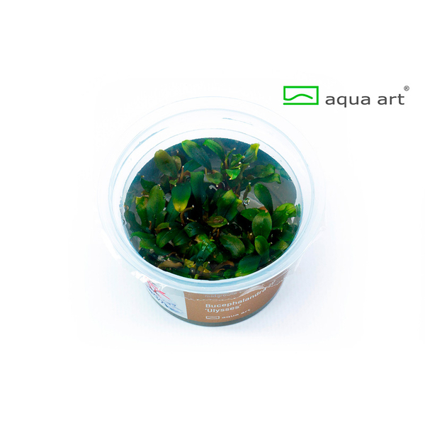 Bucephalandra sp. Ulysses In-Vitro Aqua-Art