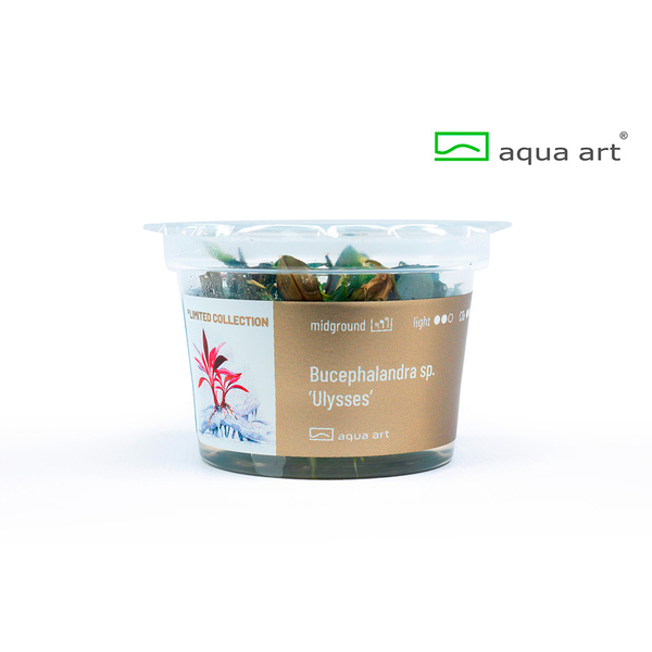 Bucephalandra sp. Ulysses In-Vitro Aqua-Art