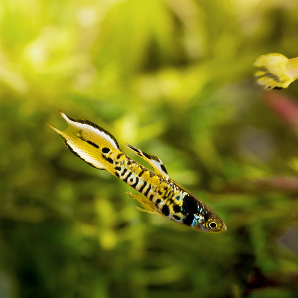 Poecilia Wingei Yellow Tiger - Endler Guppy