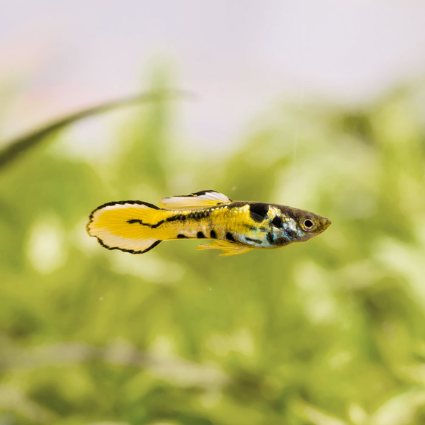 Poecilia Wingei Yellow Tiger - Endler Guppy