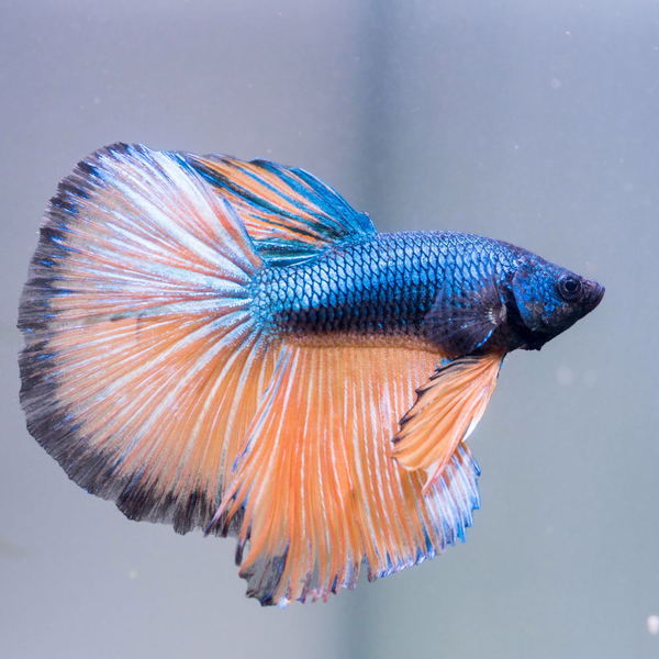 Betta splendens Halfmoon Mustard blue-yellow - Kampffisch