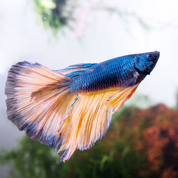 Betta splendens Halfmoon Mustard blue-yellow - Kampffisch