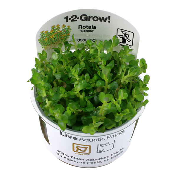 Rotala indica Bonsai 1-2-Grow! In-Vitro von Tropica