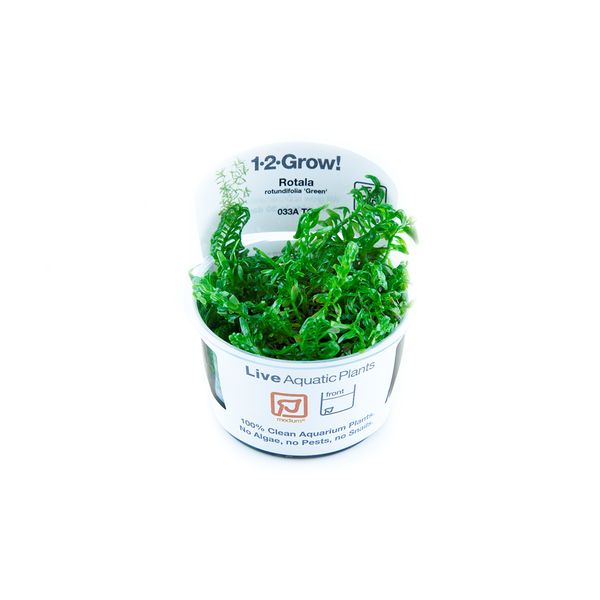 Rotala rotundifolia Green 1-2-Grow! | Tropica