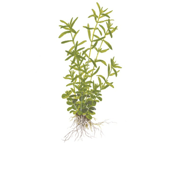 Rotala rotundifolia Green 1-2-Grow! | Tropica