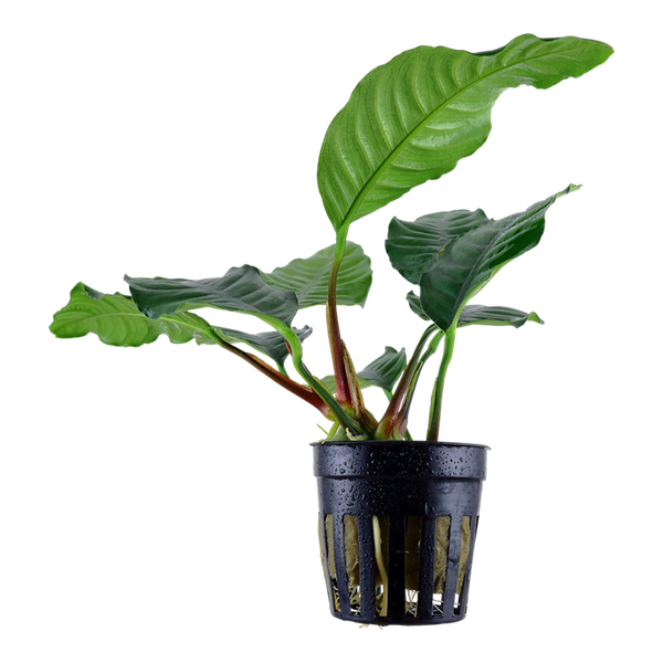 Anubias barteri Coffeifolia im Topf von Tropica