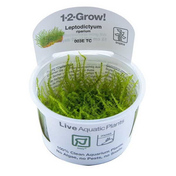 Leptodictyum Riparium 1-2-Grow! von Tropica