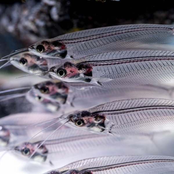 Kryptopterus bicirrhis - Indischer Glaswels