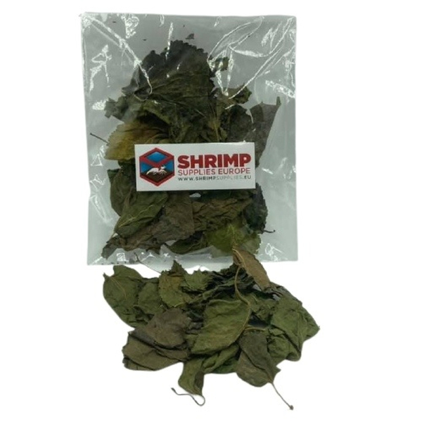 Shrimp Supplies Maulbeerbltter Mulberry leaves 10 Stck