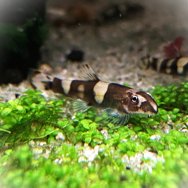 Yaoshania pachychilus - Pandaschmerle