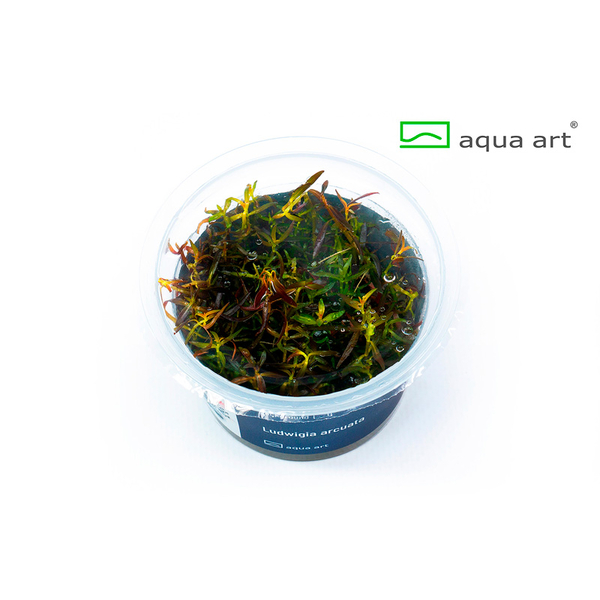 Ludwigia arcuata im Topf