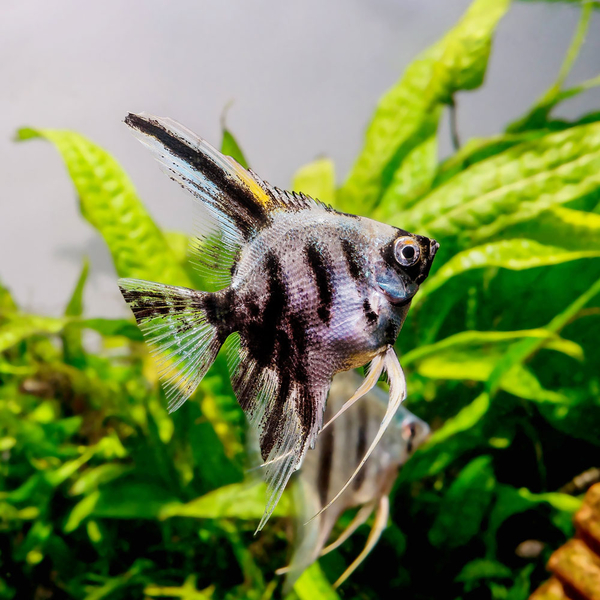 Pterophyllum Scalare Platinum Marble - Skalar