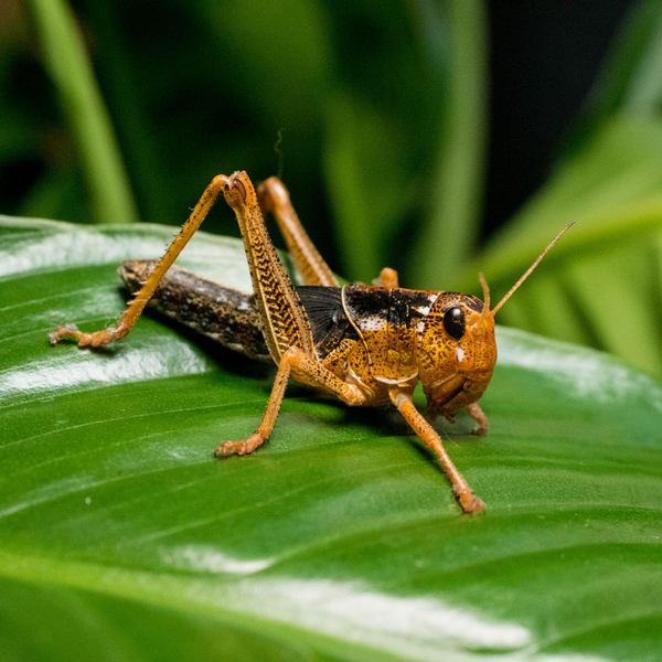 Wanderheuschrecke - Locusta migratoria (Futterinsekten)