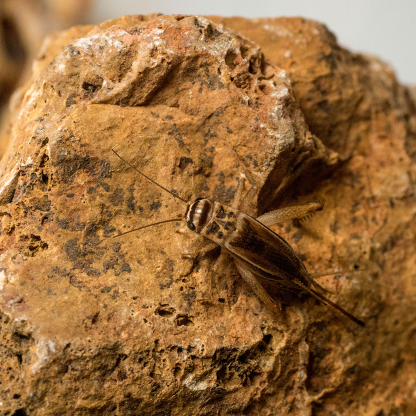 Heimchen  250 Stk - Acheta domesticus (Futterinsekten)