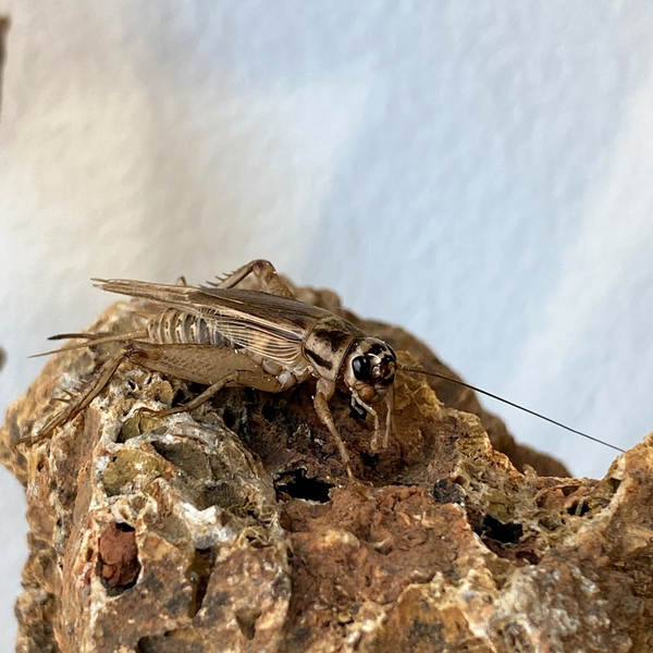 Heimchen Adult 250 Stk Karton - Acheta domesticus (Futterinsekten) Vorbestellung/Reservierung