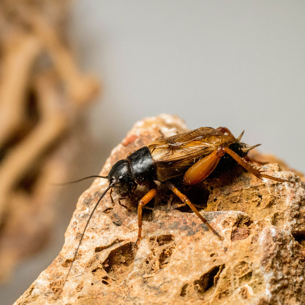 Heimchen Subadult 250 Stk Karton - Acheta domesticus (Futterinsekten) Vorbestellung/Reservierung