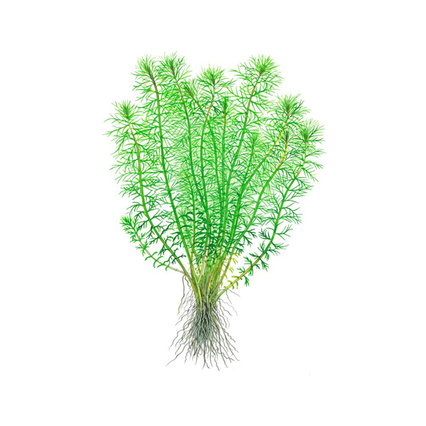 Myriophyllum sp. Guyana im Topf